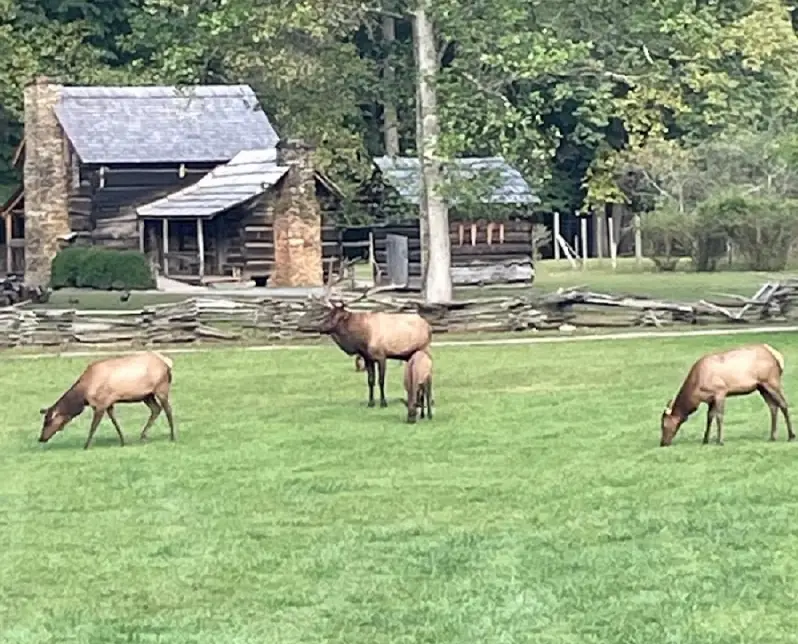 Family of elk at Lufty park