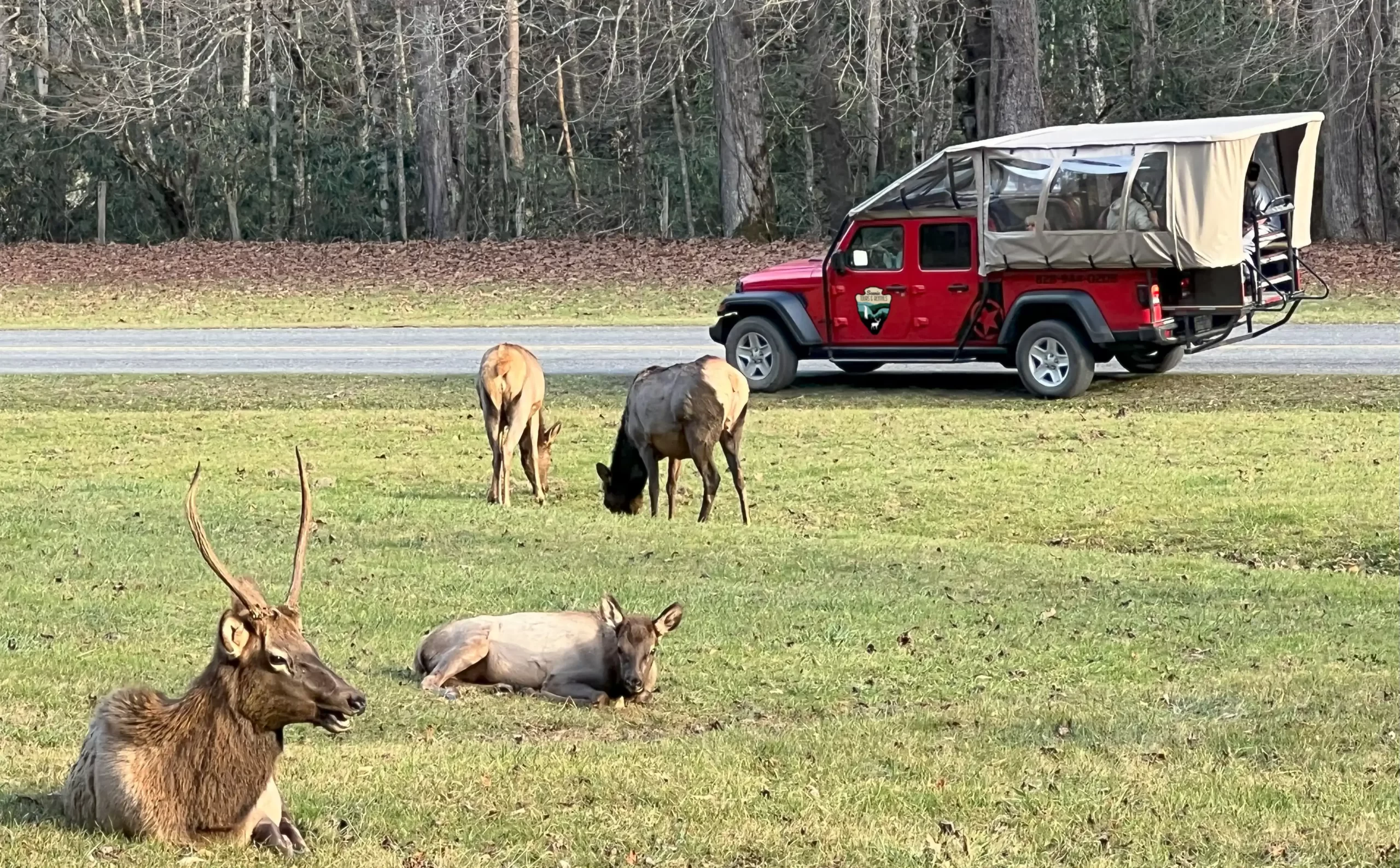 Jeep parked off of the trail with animals in front of it